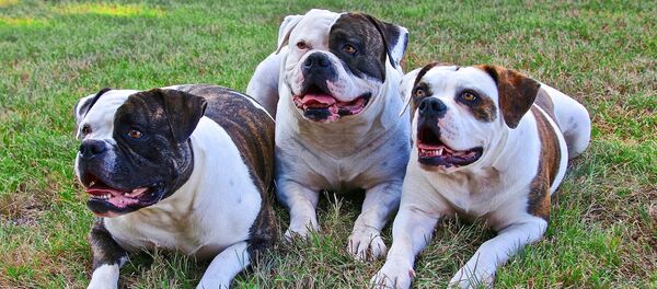 Perros (archivo) - Sputnik Mundo