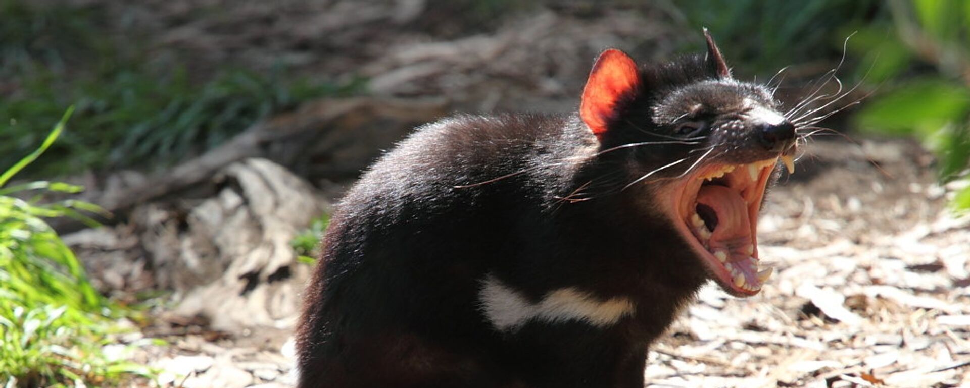 Un diablo de Tasmania - Sputnik Mundo, 1920, 22.02.2021