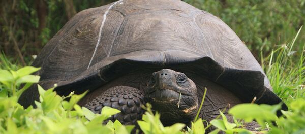Una tortuga gigante en el Parque Nacional Galápagos - Sputnik Mundo