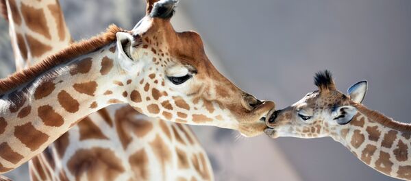 Una cría de jirafa nació a finales de agosto en el zoológico de La Flèche, en Francia. Es muy cariñosa y le encanta dar besos. - Sputnik Mundo