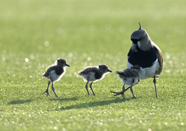 Una mamá pájaro y sus pajaritos se posaron sobre el césped de la cancha de la selección argentina, durante una sesión de entrenamiento en Buenos Aires. - Sputnik Mundo