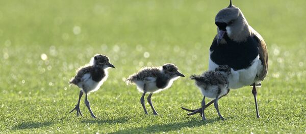 Una mamá pájaro y sus polluelos - Sputnik Mundo