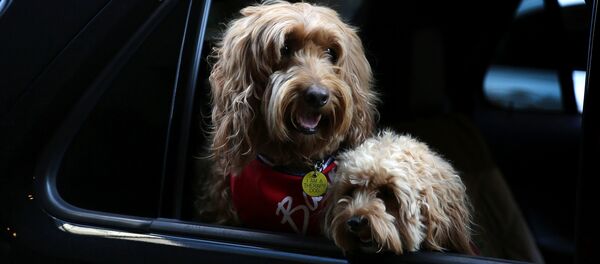 A estos dos hermosos perros neoyorquinos de la raza labradoodle les encanta montar en coche junto a su dueño. - Sputnik Mundo