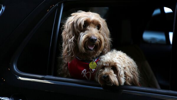 A estos dos hermosos perros neoyorquinos de la raza labradoodle les encanta montar en coche junto a su dueño. - Sputnik Mundo