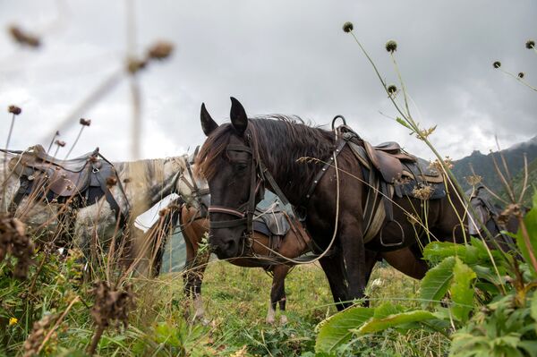 Caballos en una reserva natural del Cáucaso. - Sputnik Mundo