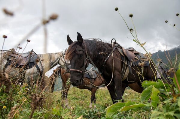 Caballos en la Reserva Natural del Cáucaso. - Sputnik Mundo