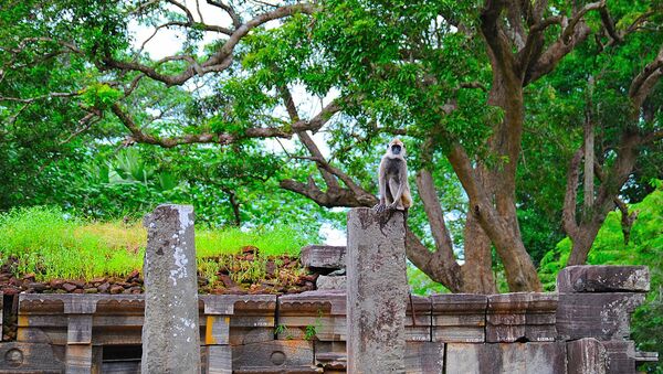 Sri Lanka - Sputnik Mundo
