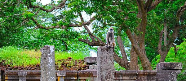 Sri Lanka - Sputnik Mundo