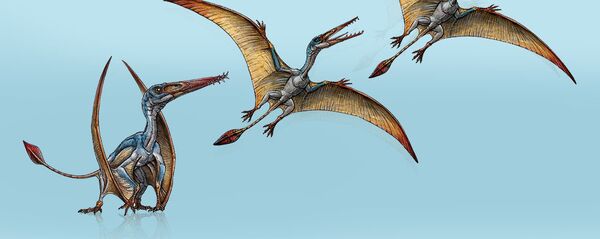 Allkarue koi, reptil volador - Sputnik Mundo