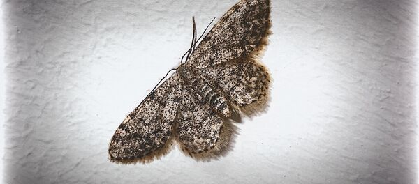 Una polilla - Sputnik Mundo