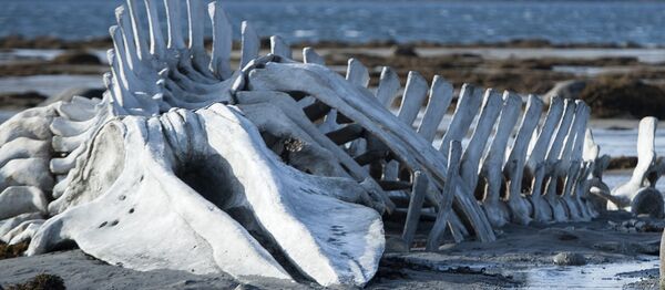 Кадры из фильма Левиафан режиссера А.Звягинцева - Sputnik Mundo