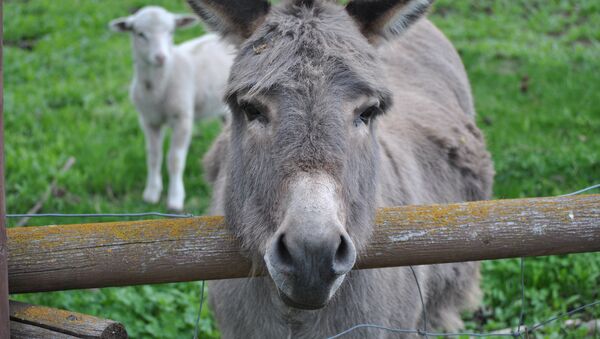 Un burro - Sputnik Mundo