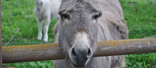 Un burro - Sputnik Mundo