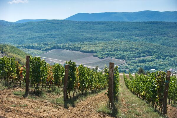 Los fabricantes más conocidos de vino de Crimea se concentran en la zona costera de la península, desde Sebastopol hasta Feodosia. Recientemente, muchas nuevas marcas de vino han surgido. Algunos de ellas utilizan materia prima local, mientras que otras usan también uvas importadas de otras regiones. Foto: viñedos de la compañía 'UPPA Winery' en Sebastopol. - Sputnik Mundo