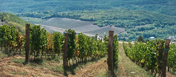 La milenaria tradición vinícola de Crimea - Sputnik Mundo