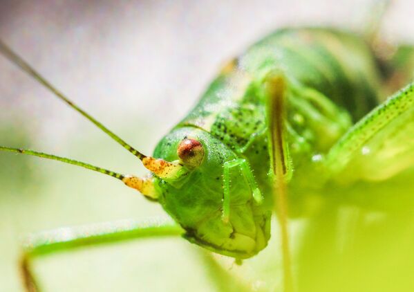 Un saltamontes en un parque de Frankfurt (Alemania). - Sputnik Mundo