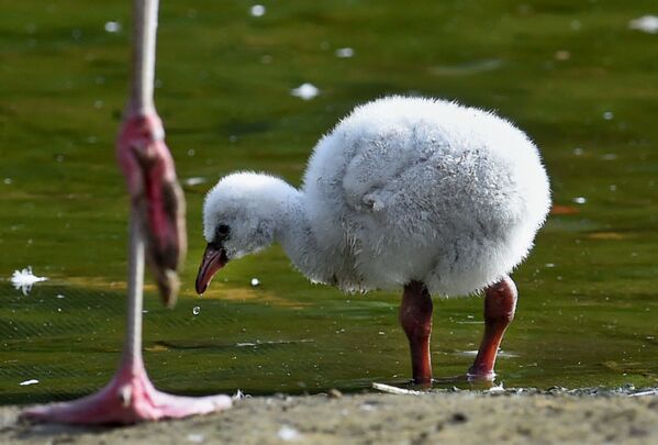 Este polluelo de flamenco de apenas dos semanas descubre el mundo bajo la estricta supervisión de su mamá,  en el zoológico de Hanóver (Alemania). - Sputnik Mundo