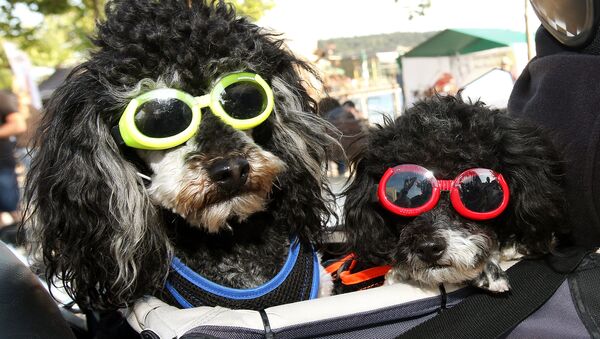 Poodles motociclistas y otras noticias del mundo animal - Sputnik Mundo