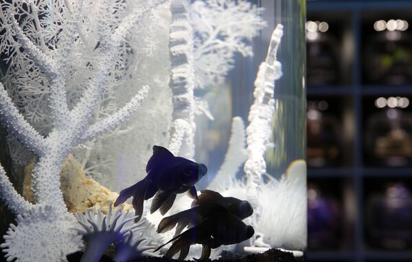 Peces en una tienda en Londres. - Sputnik Mundo