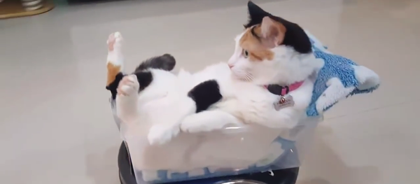 Conozca al gato más perezoso del mundo - Sputnik Mundo