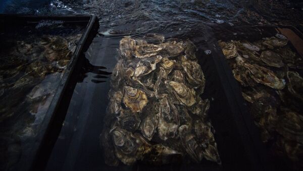 Unas ostras - Sputnik Mundo