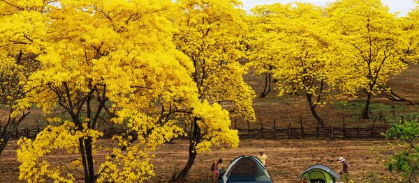 Guayacanes en flor, parroquia Mangahurco, cantón Zapotillo - Sputnik Mundo
