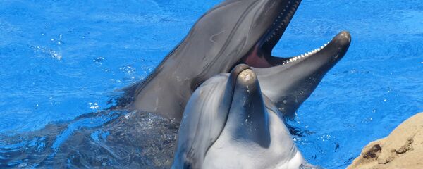 Los delfines (archivo) - Sputnik Mundo