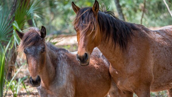 Caballos salvajes - Sputnik Mundo