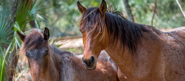 Caballos salvajes Caballos salvajes - Sputnik Mundo