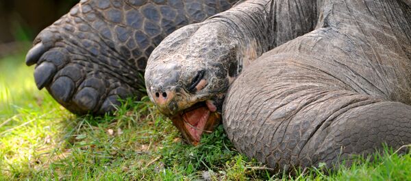 Tortuga gigante - Sputnik Mundo