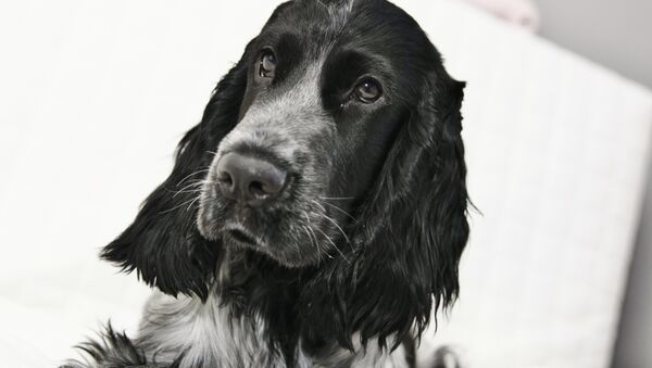 Un perro de la raza cocker spaniel - Sputnik Mundo