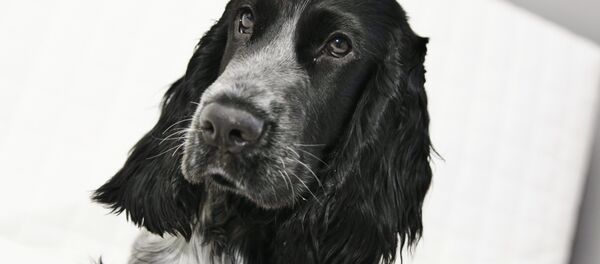 Un perro de la raza cocker spaniel - Sputnik Mundo