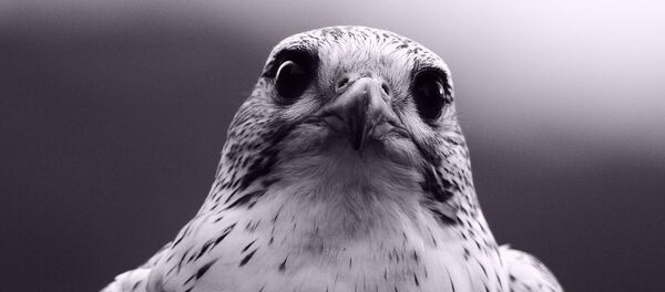 Un halcón - Sputnik Mundo