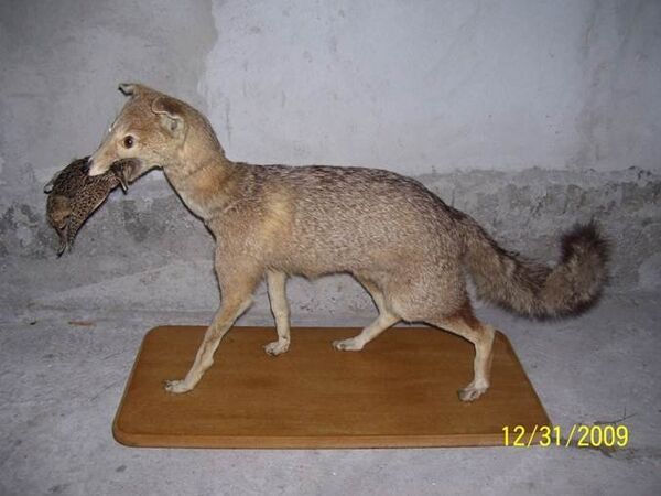 Animales disecados Animales disecados - Sputnik Mundo