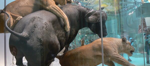 Los animales disecados en un museo - Sputnik Mundo