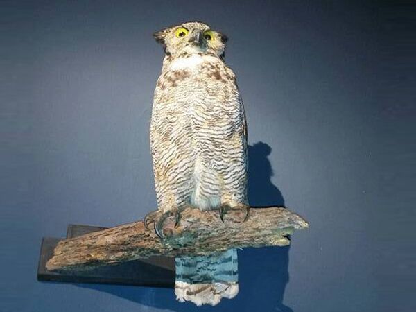 Un buho disecado Un buho disecado - Sputnik Mundo
