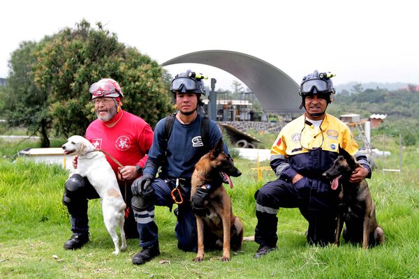 Perros de rescate y búsqueda - Sputnik Mundo