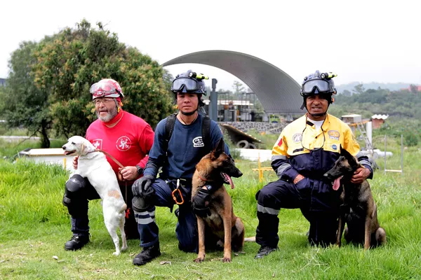 Perros de rescate y búsqueda Perros de rescate y búsqueda - Sputnik Mundo