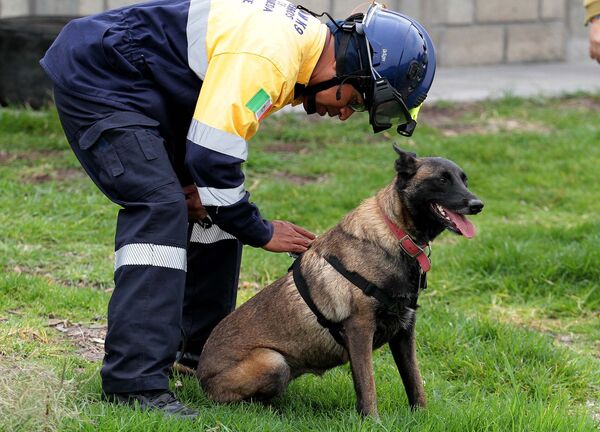 Perro de rescate y búsqueda - Sputnik Mundo