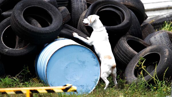 Perro de rescate y búsqueda - Sputnik Mundo