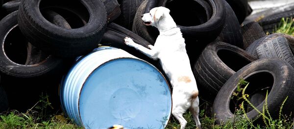 Perro de rescate y búsqueda - Sputnik Mundo