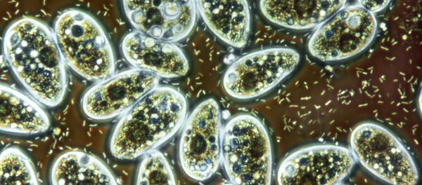 Bacteria and ciliate protozoa in flower vase water - Sputnik Mundo