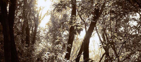 Selva - Sputnik Mundo