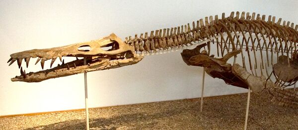 Liopleurodon - Sputnik Mundo