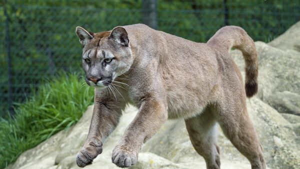 Un felino saltando Un felino saltando - Sputnik Mundo