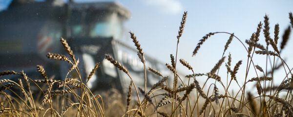 Cosecha de trigo (imagen referencial) - Sputnik Mundo