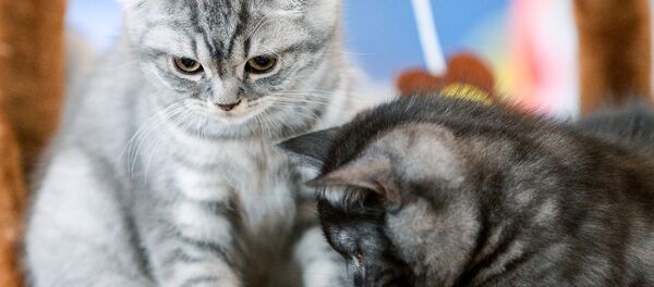 Gatos - Sputnik Mundo