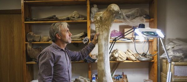 Un hueso de mamut - Sputnik Mundo