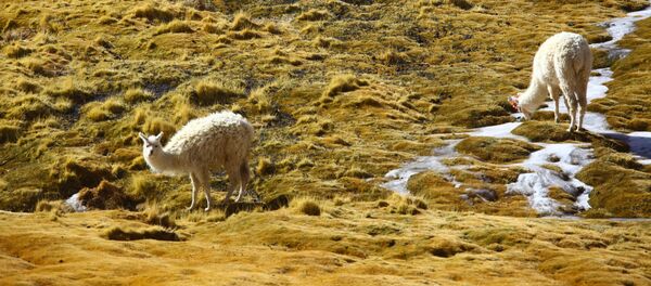 Lamas - Sputnik Mundo