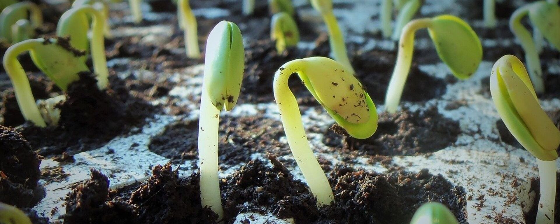 Brotes de soja (imagen referencial) - Sputnik Mundo, 1920, 28.05.2021